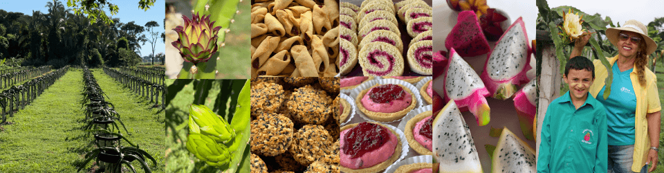 Pitayas Moura: uma experiência encantadora em Curvelândia-MT